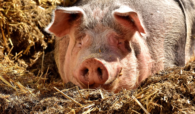 Озвучено число уничтоженных из-за АЧС свиней в Нижегородской области