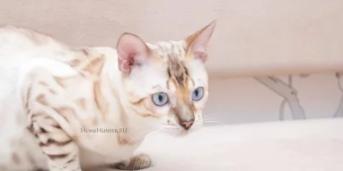 Питомник бенгальских кошек Home-Hunter фотография 4