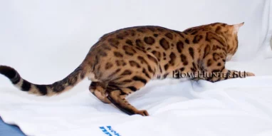 Питомник бенгальских кошек Home-Hunter фотография 3
