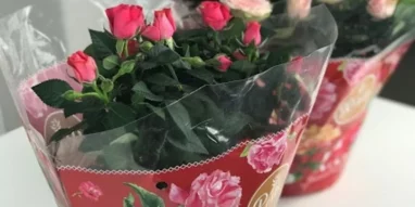 Розничный магазин цветов и подарков База Цветов 24.ру на Московском шоссе фотография 3