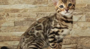 Питомник мейн-кунов и бенгальских кошек Traverrtino 