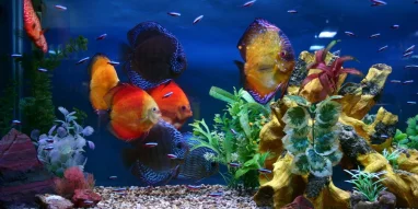 Магазин аквариумов и зоотоваров Аквариф фотография 8