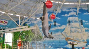 Парк Нижегородский дельфинарий 