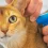 анализ на токсоплазмоз у кошки